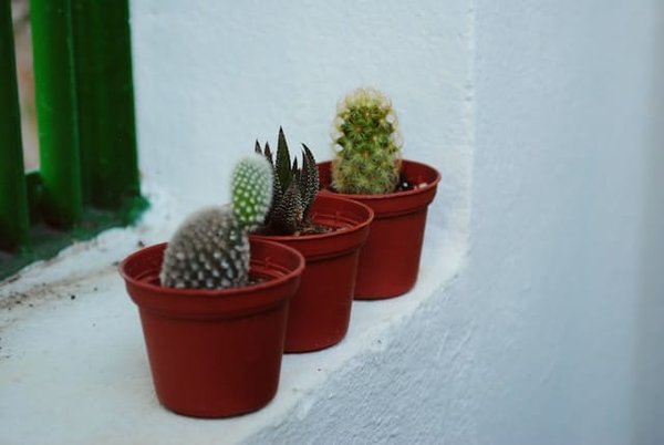 Comment créer un jardin de cactus dans un climat humide ?
